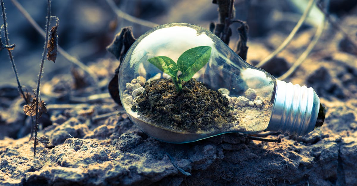 découvrez les principes du développement durable, une approche qui vise à équilibrer croissance économique, protection de l'environnement et bien-être social pour un avenir meilleur et responsable.